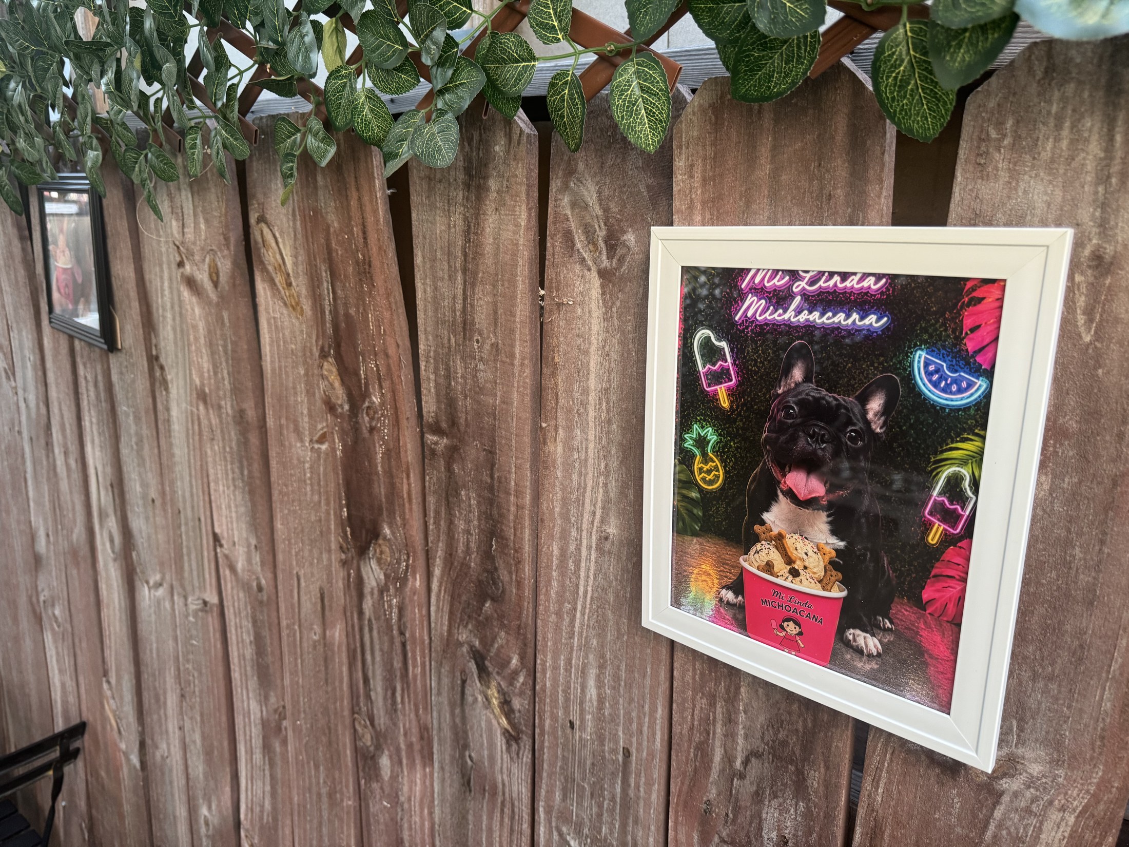 Framed photos hanging on the Dog Lounge fence, with a dog sniffing the turf below