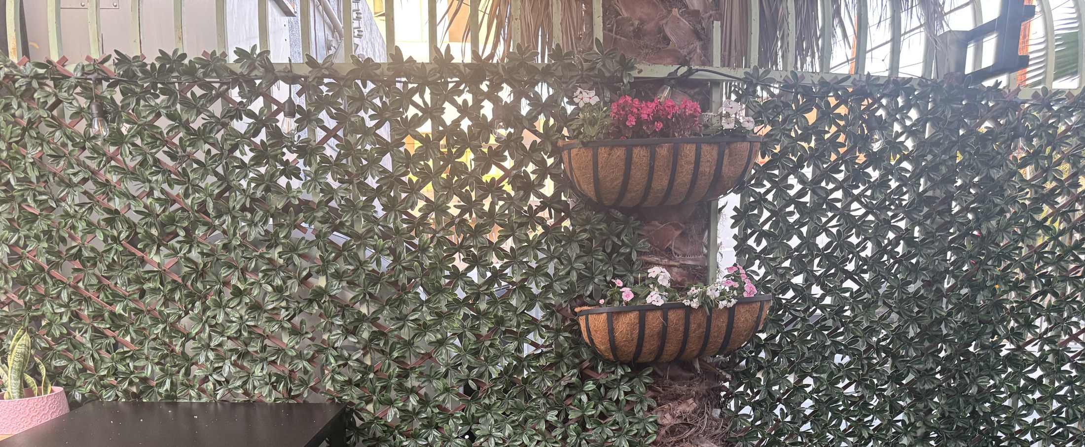 Hanging flower baskets against the ivy wall in the Dog Lounge